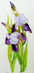 Iris mauves et violets avec deux bourgeons